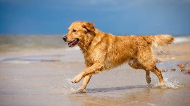 marseillan plage chiens admis